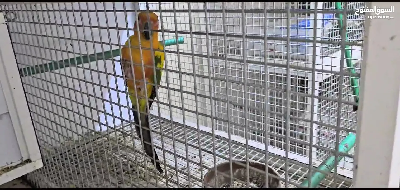 Sunconure breeding Pair with DNA