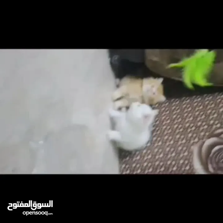 قطط منزليات اقرئالوصف