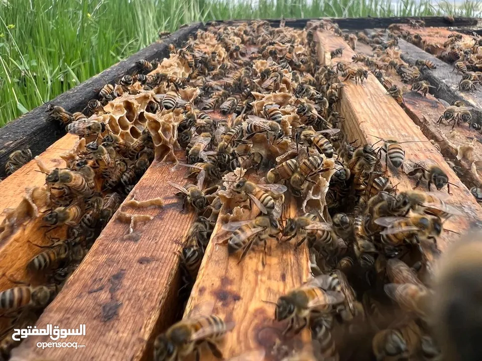 مناحل عسل مملكة النحل سعر خاص للتجار و للكميات قطفة جديده هذا العام