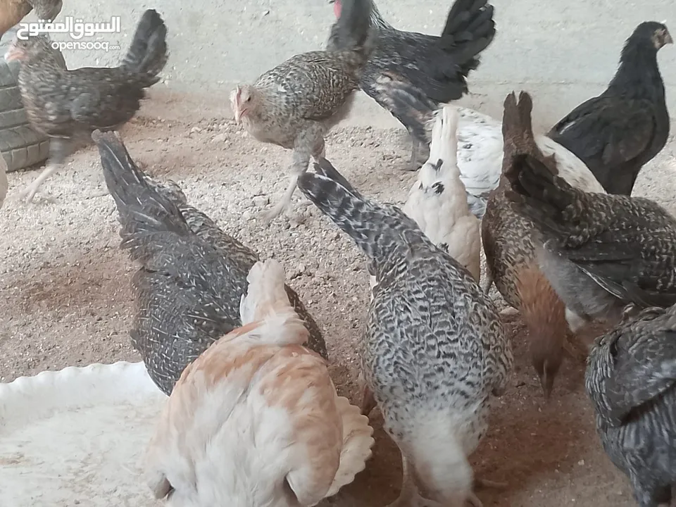 فراخ للبيع