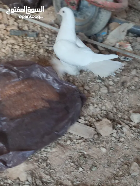 طيره هزاز بندوق فرنسي