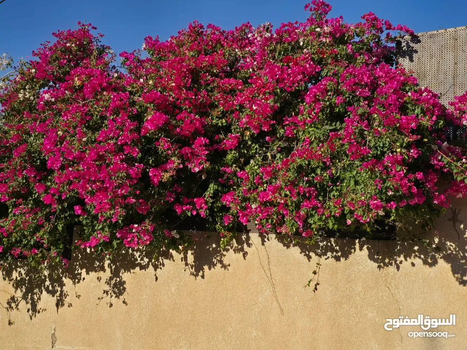 قطعة ارض للبيع الكفير