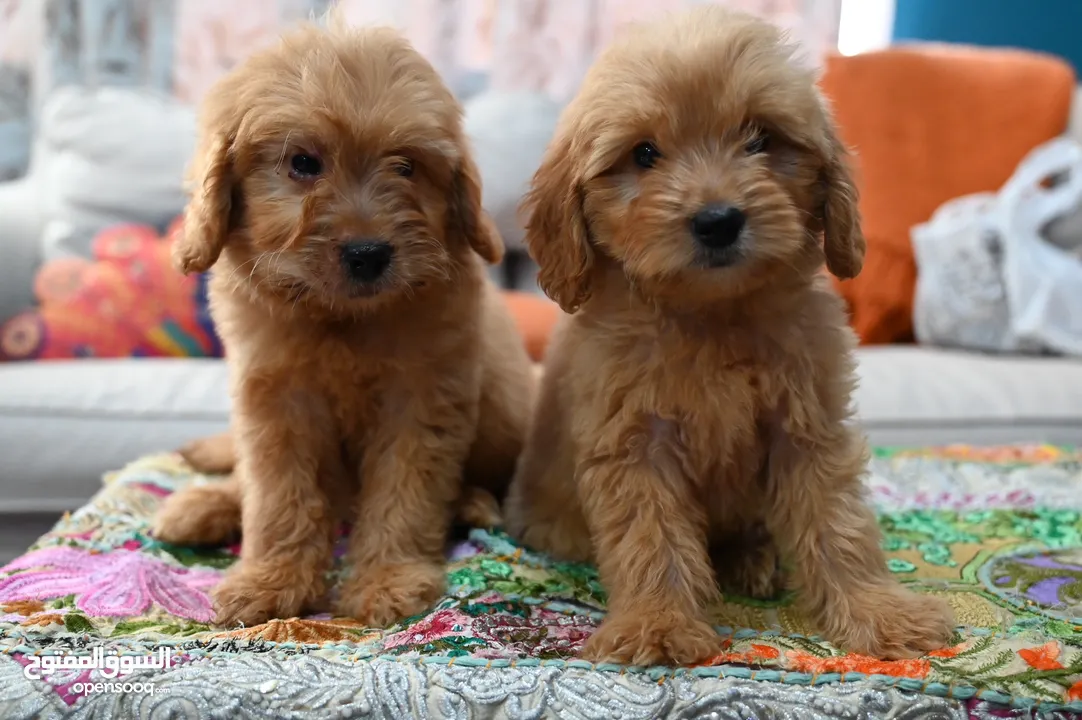 GoldenDoodle Male Puppies