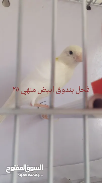 التفاصيل في الصور
