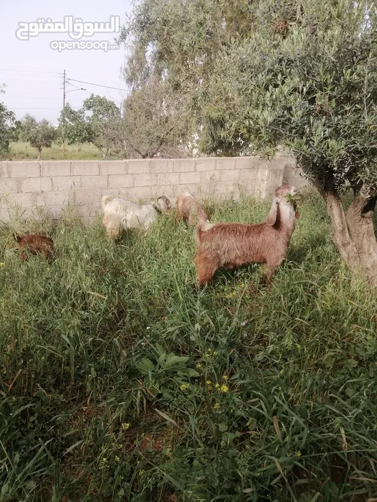 معز للبيع في حسبان