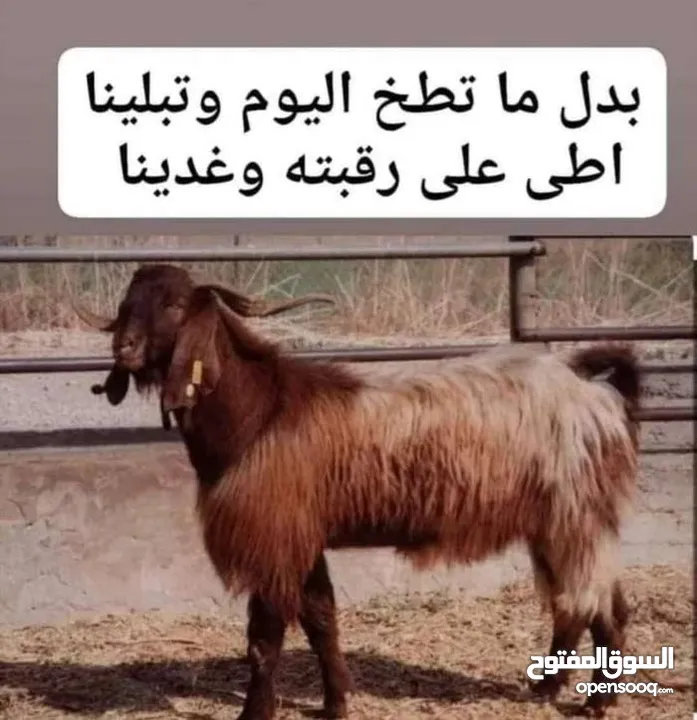 لحام منزلي متنقل لذبح كافة الاضاحي والعقائق والنذور