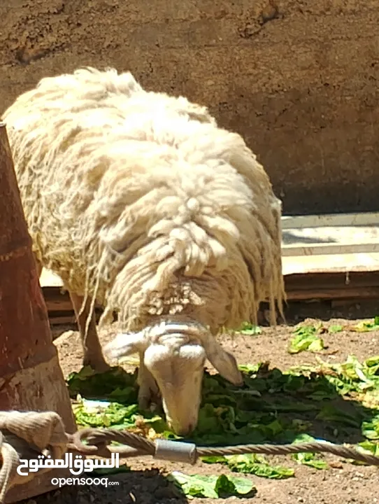 فحل خاروف عساف