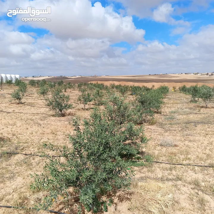 ارض للبيع   جنوب عمان /القرية جميل (حوض العرقوب)