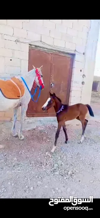فرس للبيع مع مهره