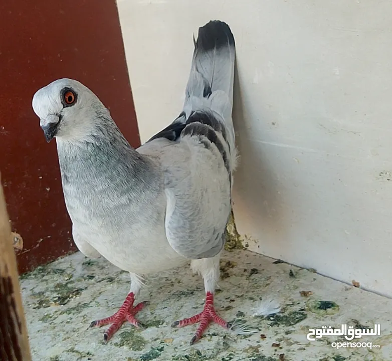 حمام للبيع