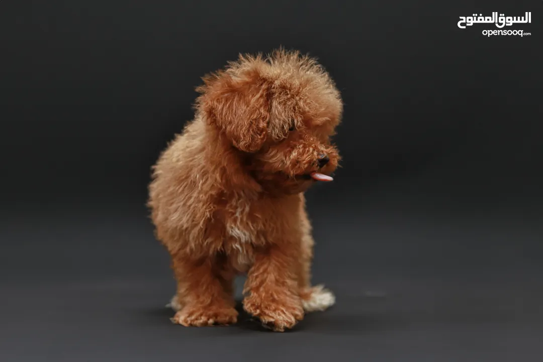 Teacup Poodle