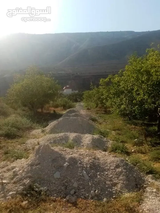ارض للبيع في الحمه الاردنيه مزروع جوافه وكل انواع الحمضيات بثلاثه قواشين مستقلات ومتلاصقات لمالك واح