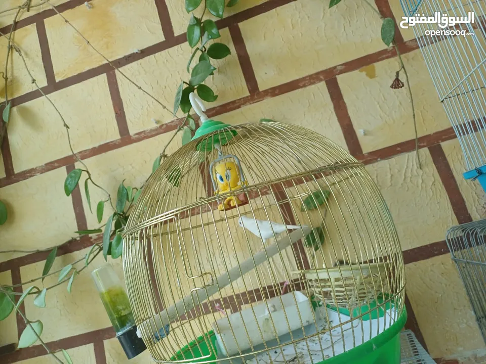 عصافير كنار للبيع جواز جاهزه في  اشي مع بيض واشي مش مع بيض وفي فراخ صغار جواز
