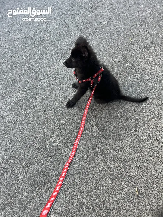 German Shepherd Royal Black 2.5 month old puppy