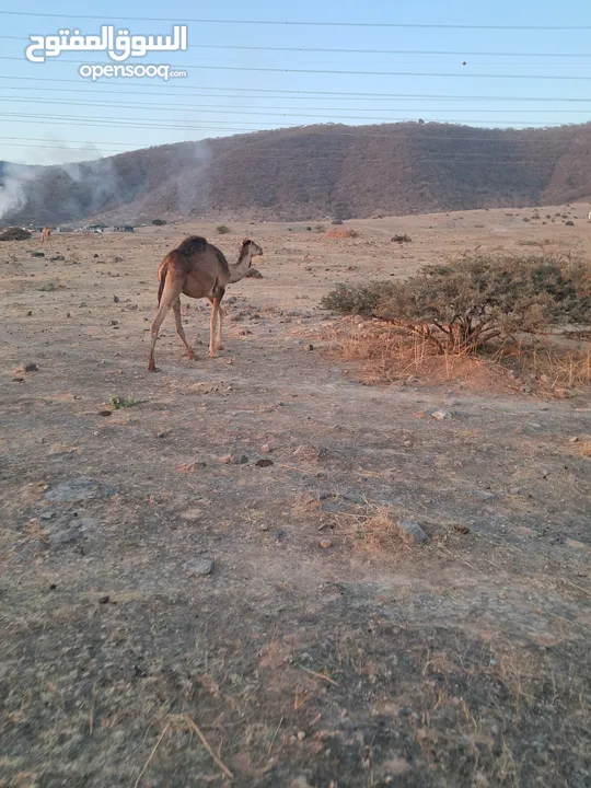 جعود سلالة حليب عمره سنتين للتربية