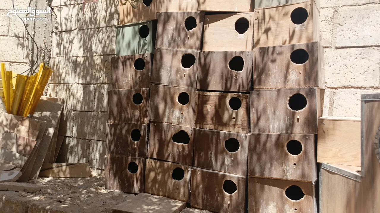 مزرعه طيور مميزة