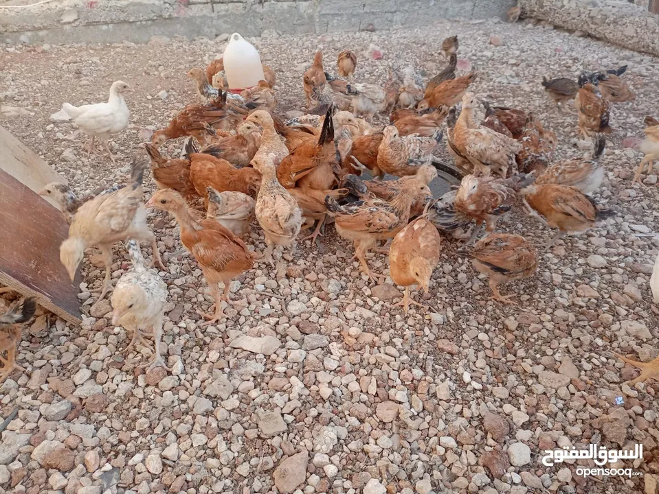 صوص بلدي عمر 38 يوم   صوص بلدي عمر 18 يوم