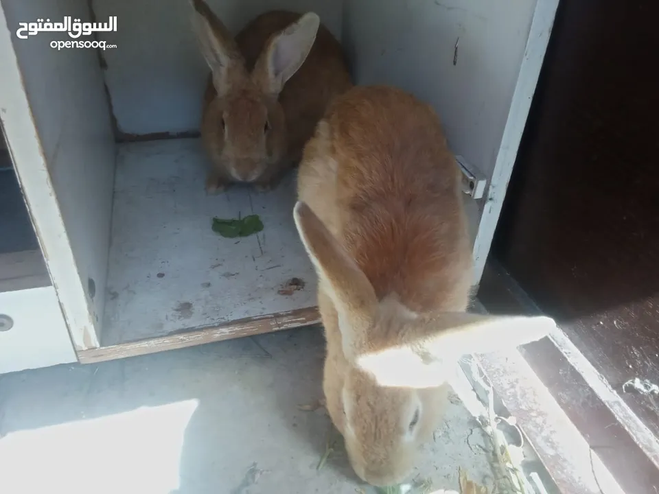 ارانب للبيع ثلاثه ذكرين وانثى الماني