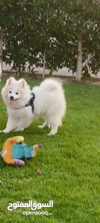 Japanese spitz puppy for sale 10 weeks old