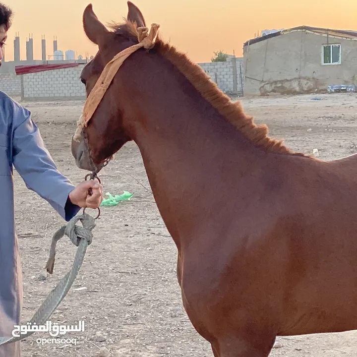 مهر انقليزي نخب اول