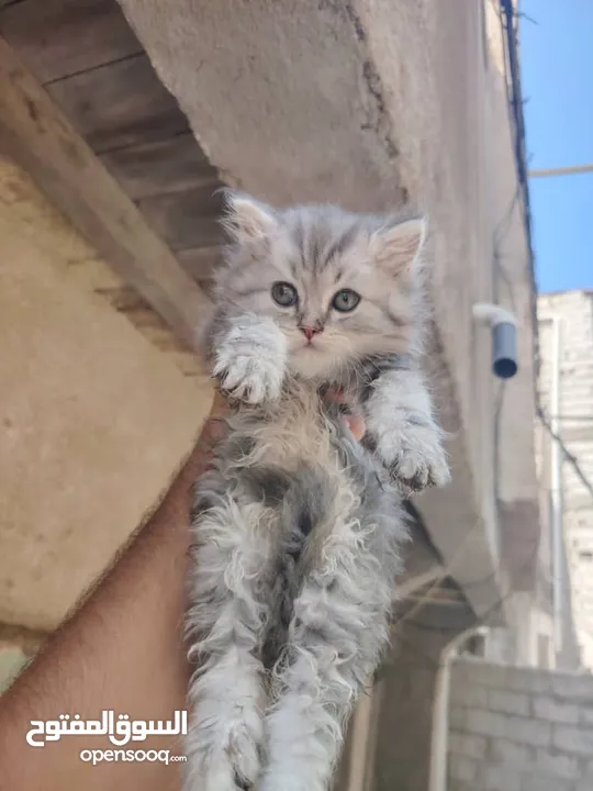 3 قطط 2 اناث ابيض عيونهم ازرق وعسلي وذكر رمادي