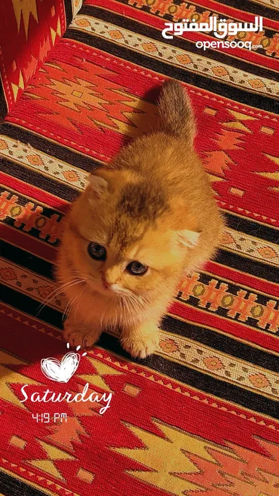 قط سكوتش فولد جولدن ذكر (( للبيع // للبيع ))