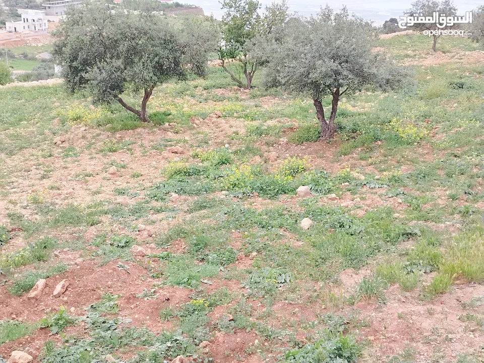 2300 م السلط المغاريب قطعة ملوكية تصلح ل فيلا او مزرعة اطلالة ع الغرب و جبال فلسطين