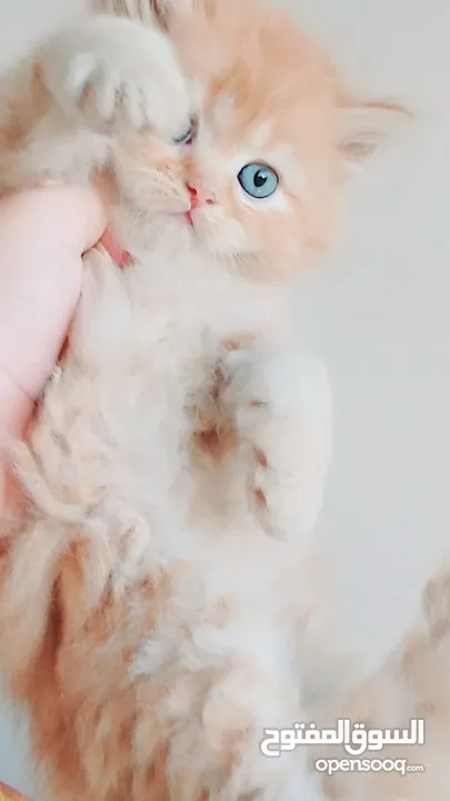 كيتنز بيرشن بيور مدربين ومطعمين حشرات 47 يوم