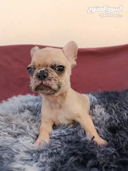 male french bulldog special eyes