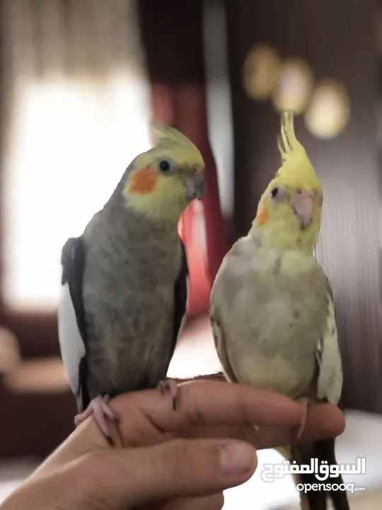 طيور كوكتيل للبيع جوز شغالات