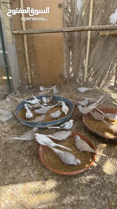 Dove bird pigeon دوف مكس للمهتمين للتربية منتج