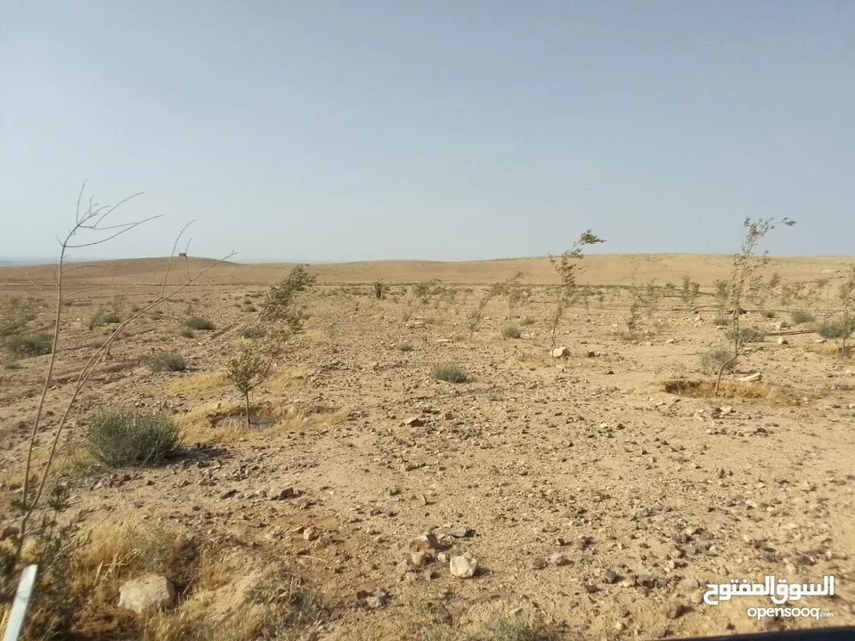 عشره دنمات للبيع