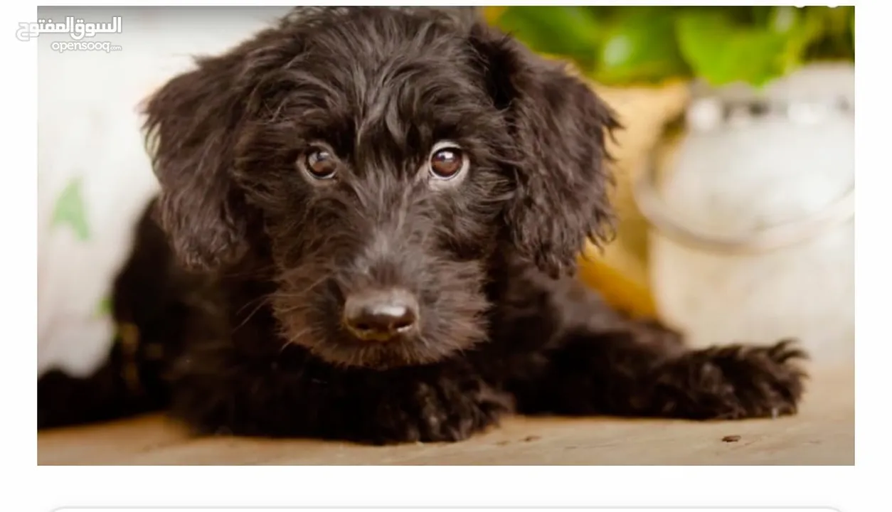 كلب تيرير انثى عمر شهرين  للاستفسار  الاتصال على الرقم داخل الاعلان