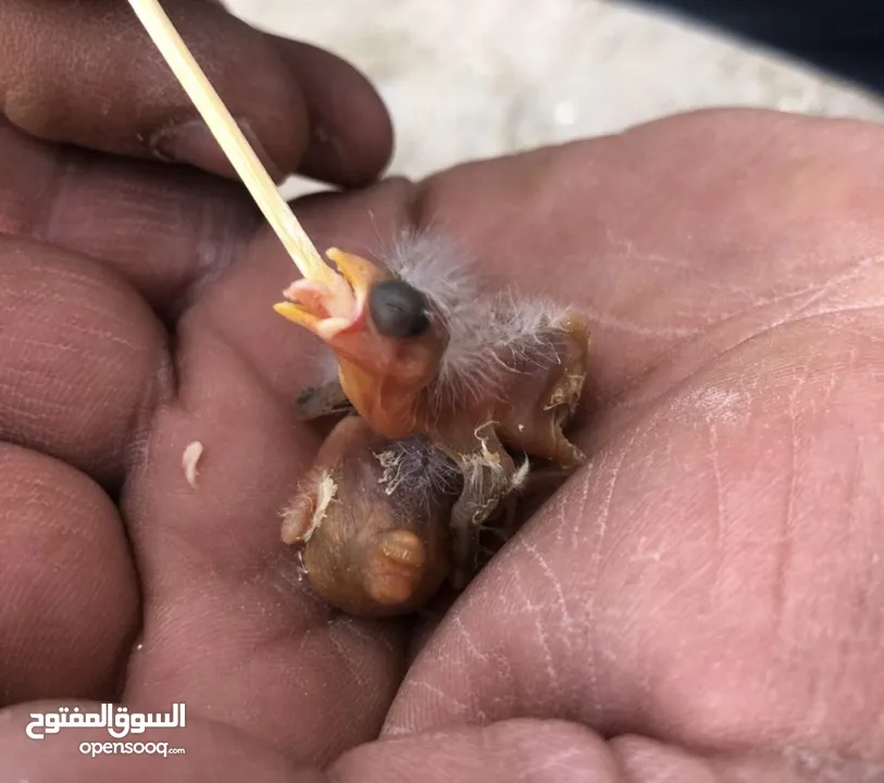 4 فراخ حسون ... العمر من 3الى
