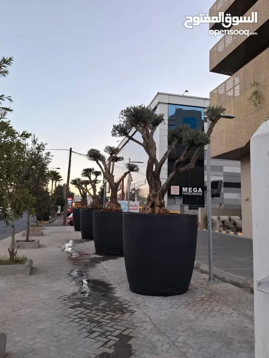 تفصيل قواوير فايبر جلاس بشكل عصري أنيق  زراعة وتسميد النباتات الداخلية والخارجية بإشراف مهندسين