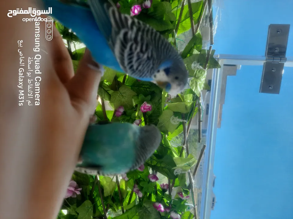 جوز ببغاء حب