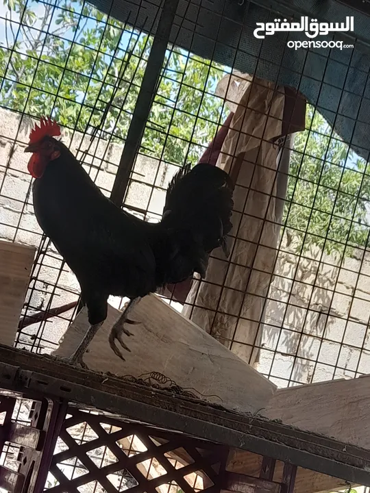 جاج محلق جامبو اسود سك فرختين وديك..        .......