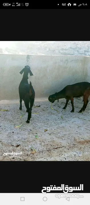 سخلتين شاميات