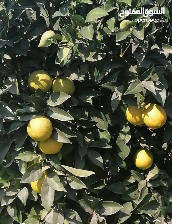 مزرعه مثمره للبيع