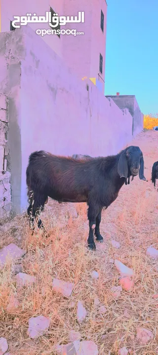تيس نخب اول للبيع