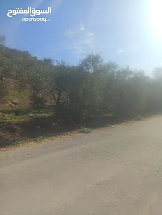 ارض زراعيه في بلعا دير الغصون