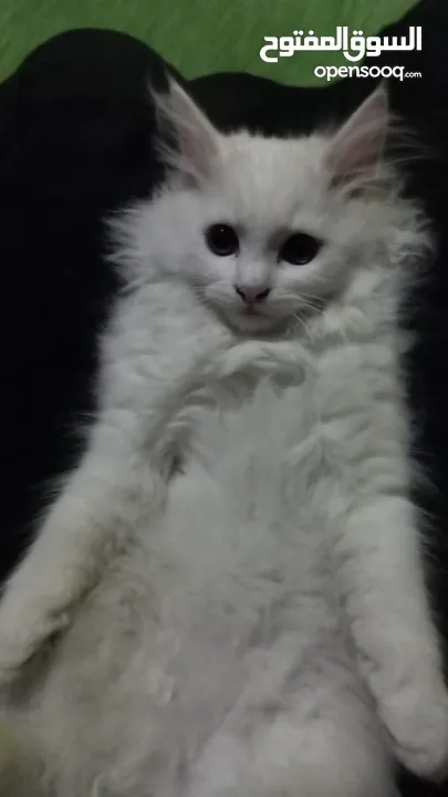 6 month old persian kitten full white male