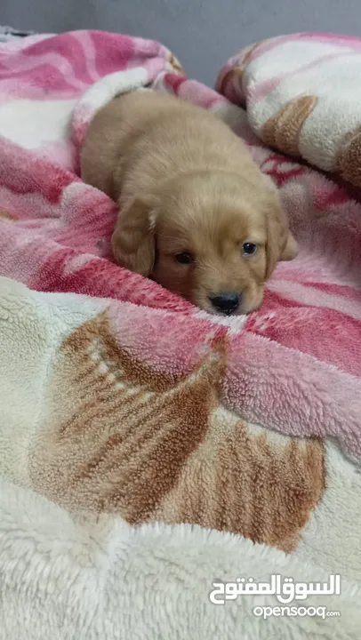 Golden retriever puppy