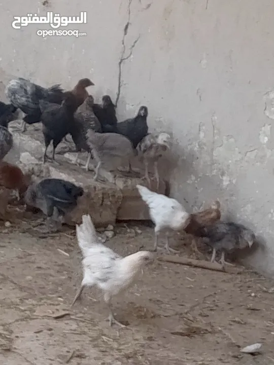 فراخ بلدي عمر شهرين ونص مطعمات جميع التطعيمات اي بي ولقاح ونيونكسل