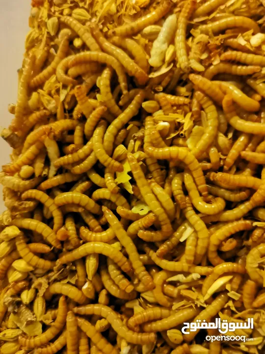 دود الميلورم - القبابي-Live Mealworm