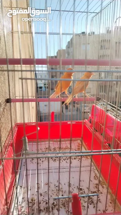 جوز كنار للبيع بدون قفص