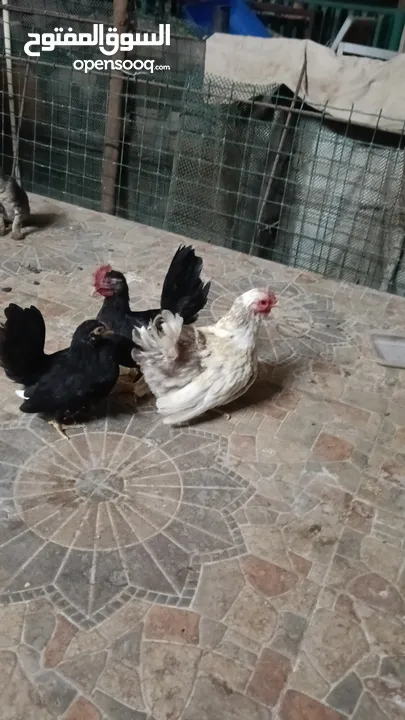 دجاج حب حب صيني