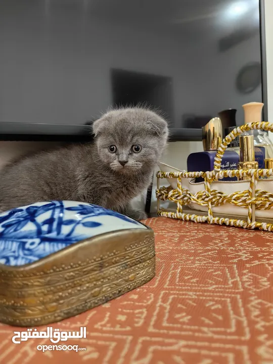 Scottish Fold Short Hair