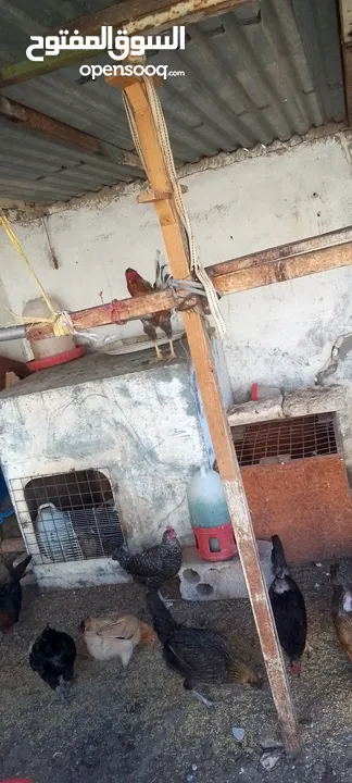 دجاج بلدي للبيع 15 جاجه وديكين