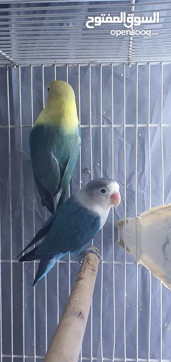 fischer lovebird breeder pair